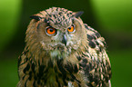 eagle owl