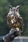 owl on the hand of a falconer