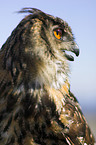eagle owl