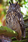 eagle owl