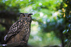 eagle owl