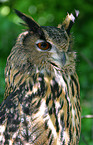 eagle owl