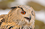 eagle owl