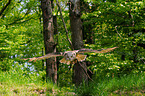 eagle owl