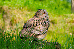 eagle owl