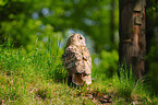 eagle owl