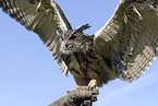 Eurasian eagle owl