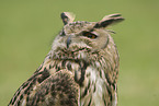 Eurasian eagle owl portrait