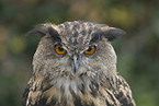 Eurasian eagle owl portrait