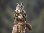 eagle owl