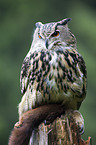 eagle owl with prey