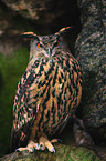 eagle owl