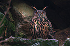 eagle owl