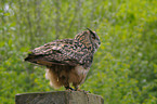 eagle owl