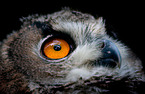 eagle owl
