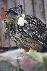 eagle owl