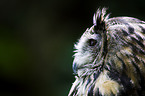 eagle owl