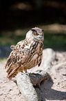 eagle owl