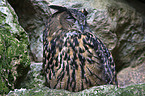 eagle owl