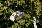 eagle owl
