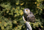 eagle owl