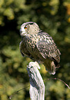 eagle owl
