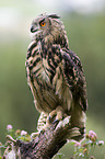 eagle owl