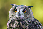 eagle owl
