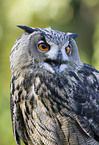 eagle owl