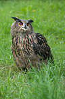 eagle owl