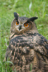 eagle owl