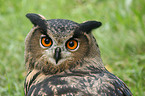 eagle owl portrait