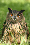 eagle owl