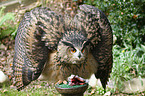 eagle owl