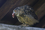 eagle owl