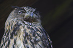 eagle owl