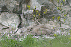 eagle owls
