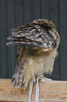 eagle owl