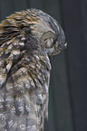 eagle owl