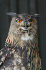 eagle owl