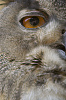 eagle owl eye