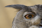 eagle owl eye