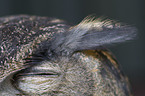 eagle owl