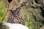 Eurasian eagle owl