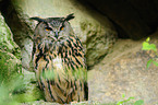 Eurasian eagle owl