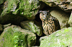 Eurasian eagle owl