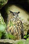 Eurasian eagle owl