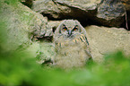 Eurasian eagle owl