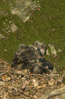 Eurasian eagle owl