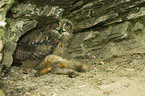 Eurasian eagle owl